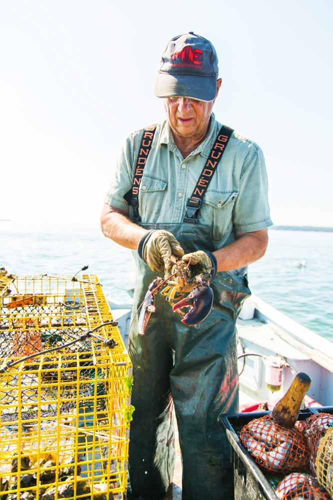 measuring lobster