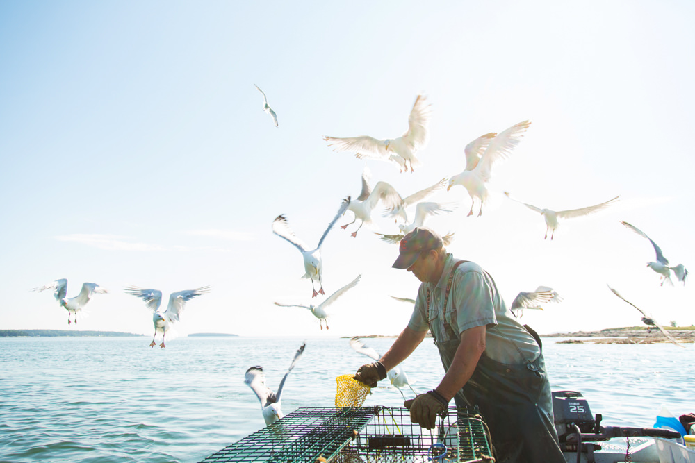 seagulls