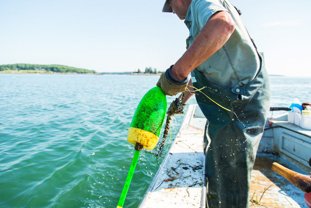 pulling lobster traps