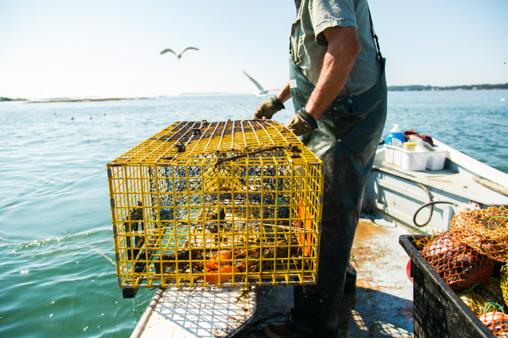 checking lobster trap