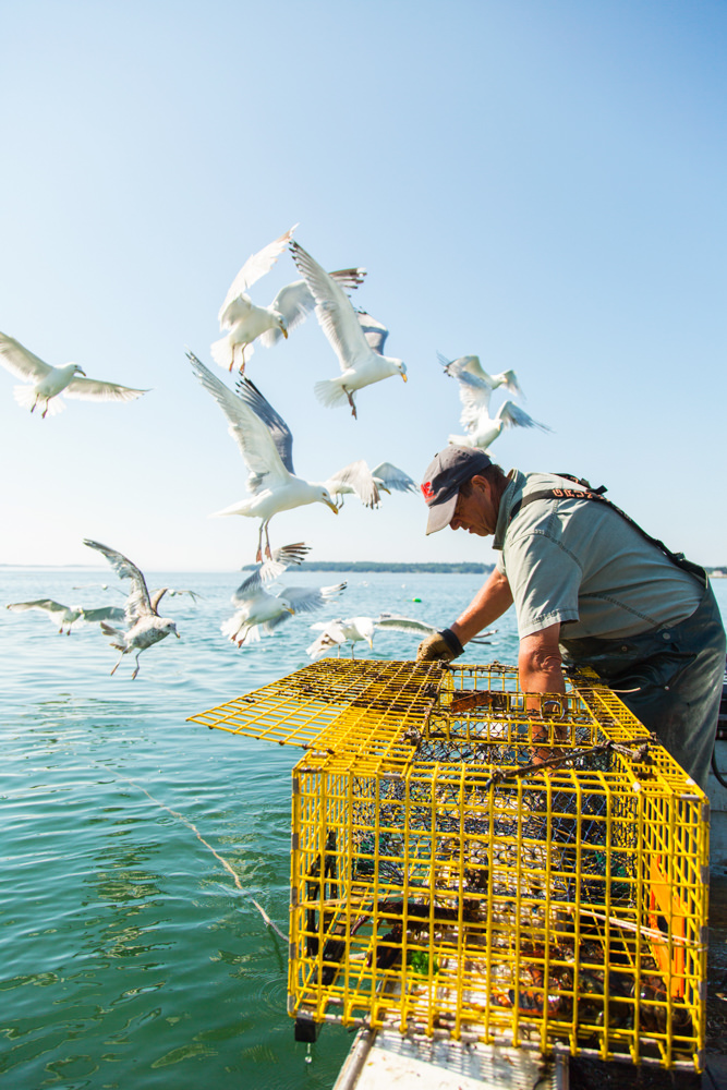 seagulls