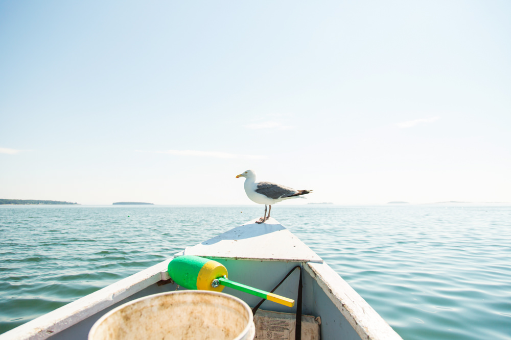 seagull on bow of boat