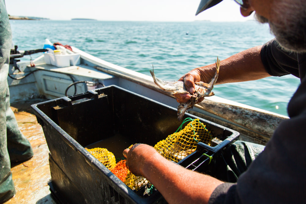 filling bait bags