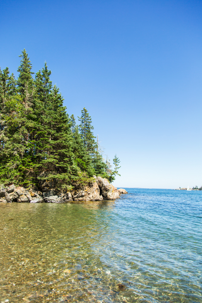 evergreens along the water