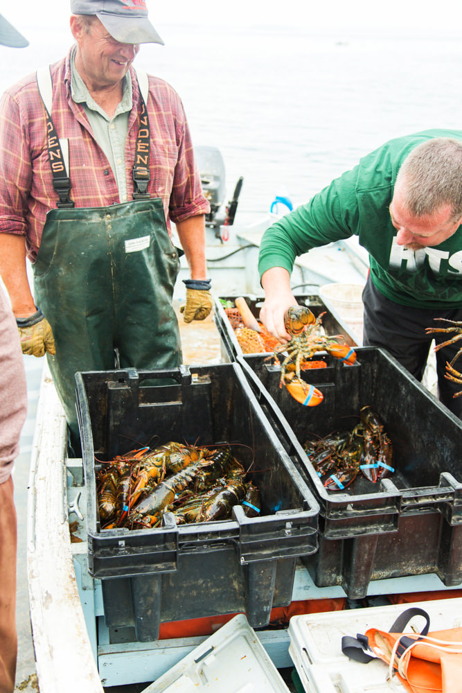 picking out lobsters