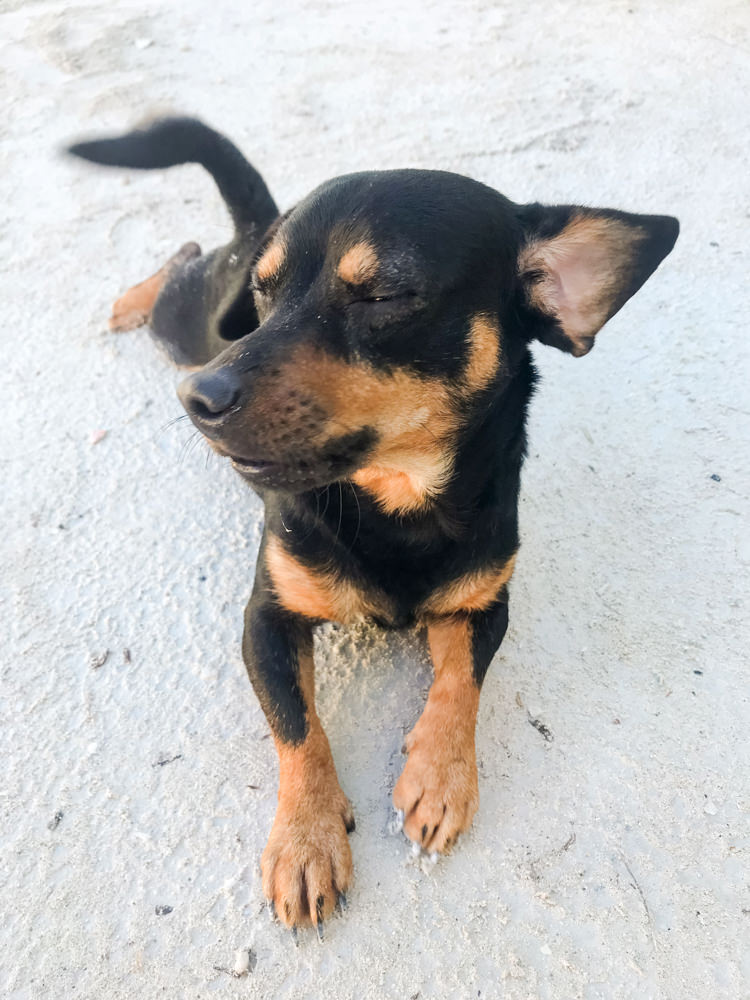 black and tan dog