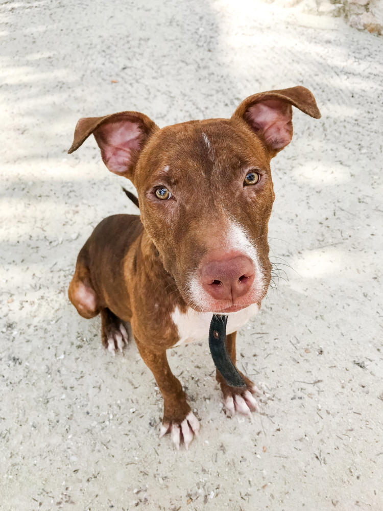 caye caulker humane society