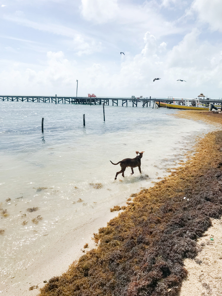 island dog